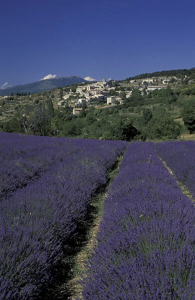 EUROPE, France, Provence, Aurel Lavender fields, hilltop village