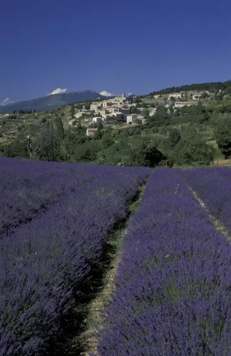 Framed Print : EUROPE, France, Provence, Aurel Lavender fields, hilltop village Framed Print : EUROPE, France, Provence, Aurel Lavender fields, hilltop village