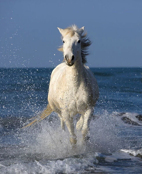 Europe, France, Provence, Camargue. Horse running through shore surf
