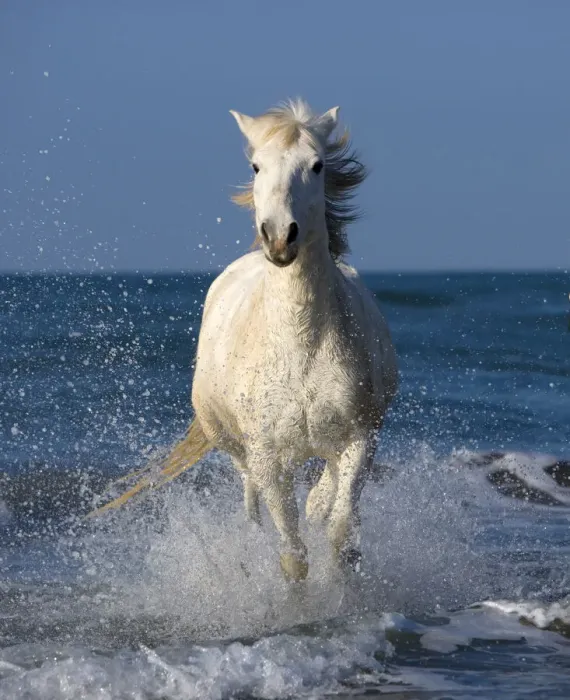 Framed Print : Europe, France, Provence, Camargue. Horse running through shore surf Framed Print : Europe, France, Provence, Camargue. Horse running through shore surf