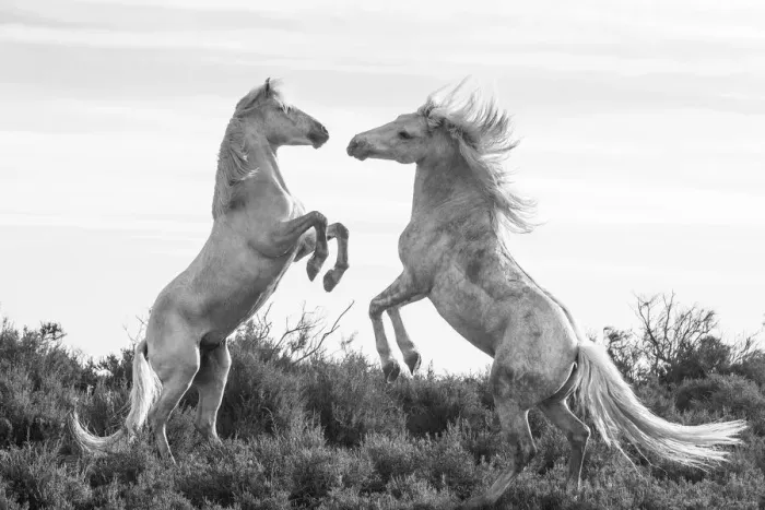 Framed Print : Europe, France, Provence, Camargue. Two stallions fighting Framed Print : Europe, France, Provence, Camargue. Two stallions fighting