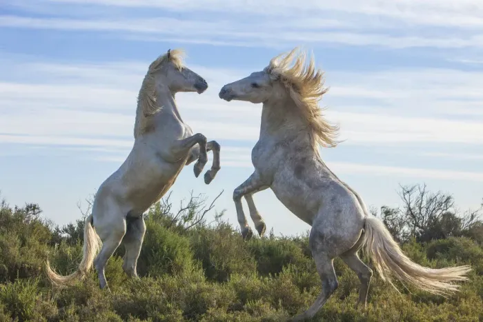 Framed Print : Europe, France, Provence, Camargue. Two stallions fighting Framed Print : Europe, France, Provence, Camargue. Two stallions fighting