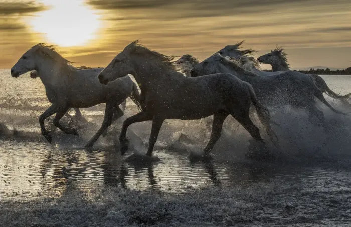 Framed Print : Europe, France, Provence, Camargue. Horses running through water at sunrise Framed Print : Europe, France, Provence, Camargue. Horses running through water at sunrise