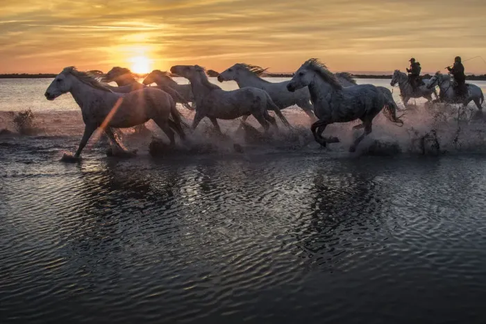 Framed Print : Europe, France, Provence, Camargue. Horses running through marsh at sunrise