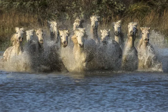 Framed Print : Europe, France, Provence, Camargue. Horses running through water Framed Print : Europe, France, Provence, Camargue. Horses running through water