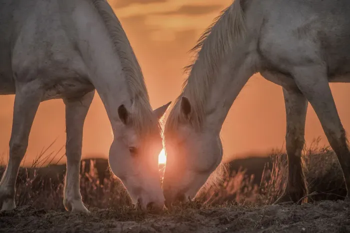 Framed Print : Europe, France, Provence, Camargue. Two Camargue horses grazing at sunrise