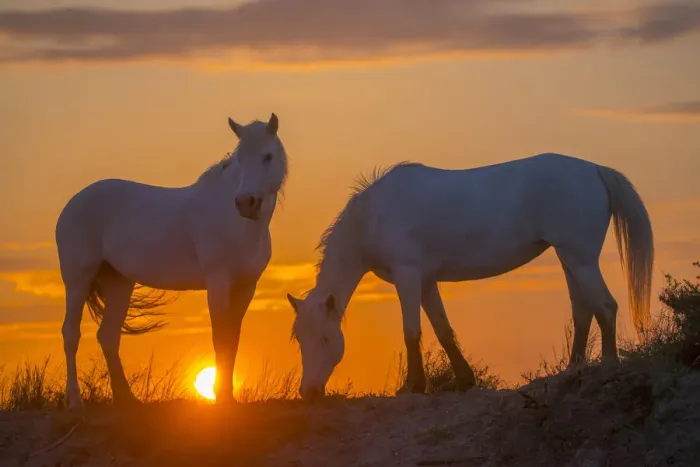 Framed Print : Europe, France, Provence, Camargue. Two Camargue horses at sunrise