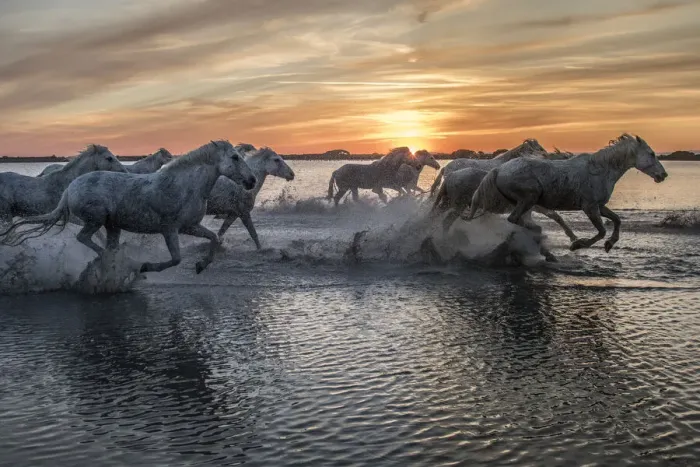 Framed Print : Europe, France, Provence, Camargue. Horses running through water at sunrise Framed Print : Europe, France, Provence, Camargue. Horses running through water at sunrise