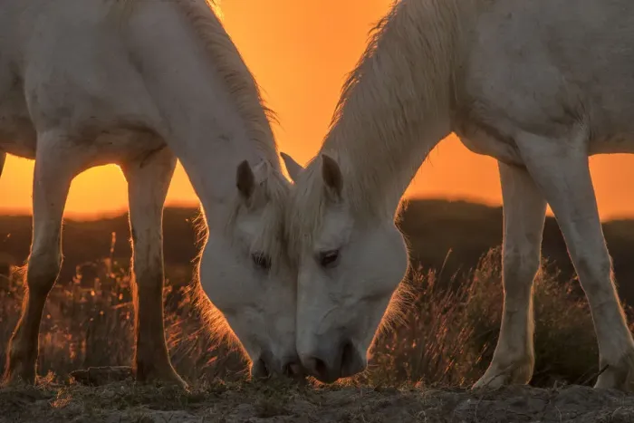 Framed Print : Europe, France, Provence, Camargue. Two Camargue horses grazing at sunrise