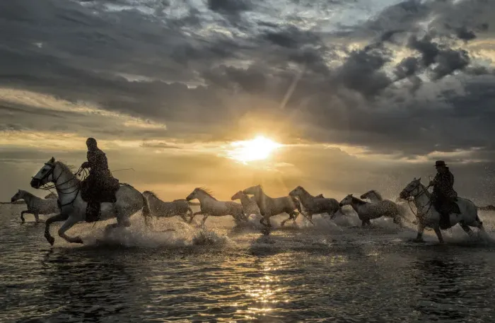 Framed Print : Europe, France, Provence, Camargue. Horses running through water at sunrise