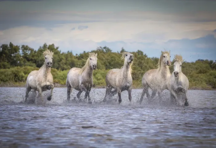 Framed Print : Europe, France, Provence. Camargue horses running in water Framed Print : Europe, France, Provence. Camargue horses running in water