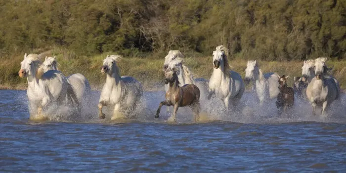 Framed Print : Europe, France, Provence. Camargue horses running in water Framed Print : Europe, France, Provence. Camargue horses running in water