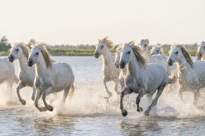 Framed Print : Europe, France, Provence. Camargue horses running in water Framed Print : Europe, France, Provence. Camargue horses running in water