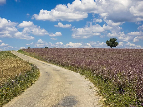 Europe; France; Provence; Back Country Road Running Through Lavender Field