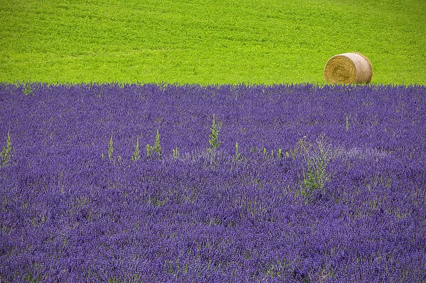 Europe, France, Provence. Farm field with lavender and hay bale