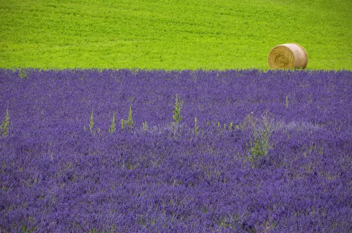 Framed Print : Europe, France, Provence. Farm field with lavender and hay bale Framed Print : Europe, France, Provence. Farm field with lavender and hay bale