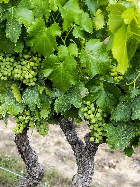 Europe; France; Provence; French vineyard on rolling Hillside