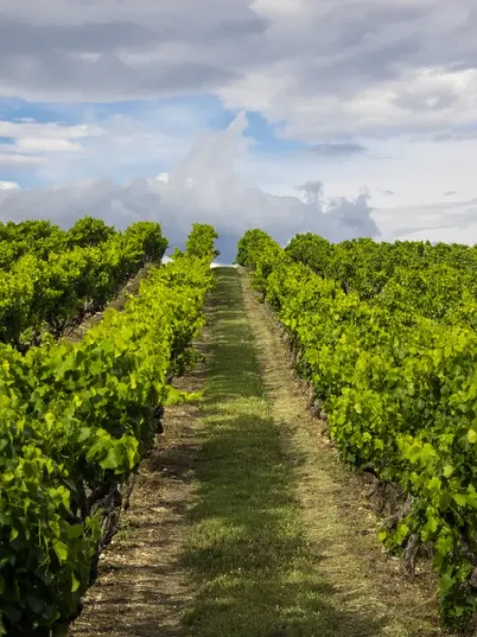 Framed Print : Europe; France; Provence; French vineyard on rolling Hillside Framed Print : Europe; France; Provence; French vineyard on rolling Hillside