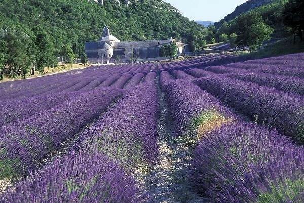 Europe, France, Provence. Lavander fields