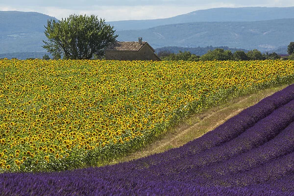 Europe, France, Provence. Lavender field in the Valensole Plateau