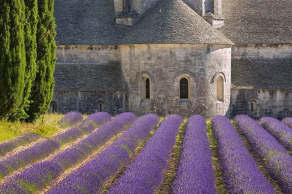Europe, France, Provence. Lavender field and Senanque Abbey