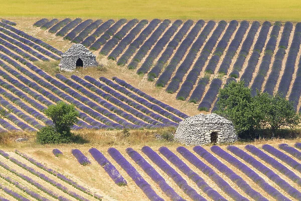 Europe, France, Provence. Lavender field and stone huts in Sault Plateau