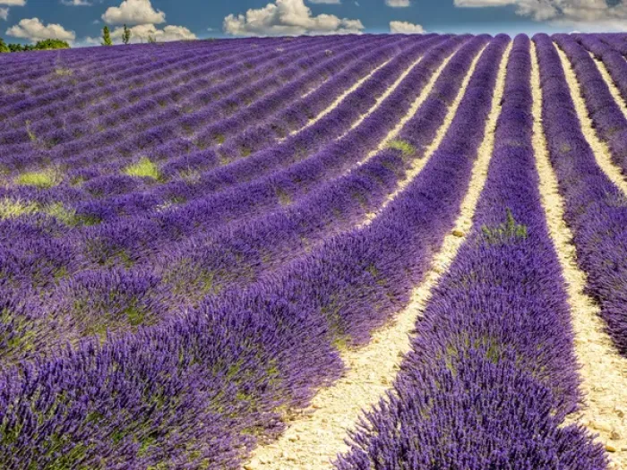 Framed Print : Europe; France; Provence; Lavender Field on the Valensole plateau Framed Print : Europe; France; Provence; Lavender Field on the Valensole plateau