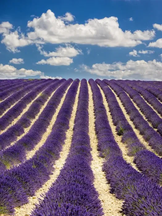 Framed Print : Europe; France; Provence; Lavender Field on the Valensole plateau Framed Print : Europe; France; Provence; Lavender Field on the Valensole plateau
