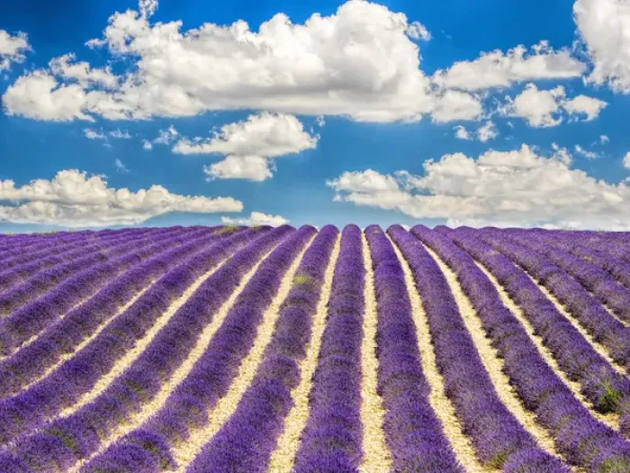 Framed Print : Europe; France; Provence; Lavender Field on the Valensole plateau Framed Print : Europe; France; Provence; Lavender Field on the Valensole plateau
