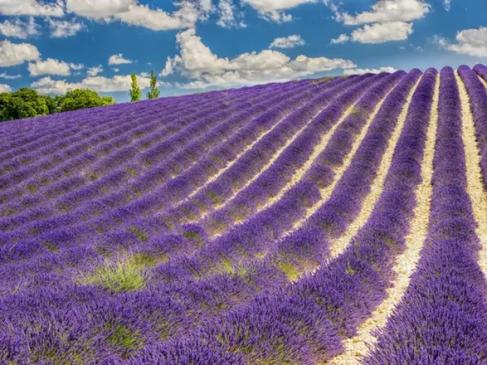 Framed Print : Europe; France; Provence; Lavender Field on the Valensole plateau Framed Print : Europe; France; Provence; Lavender Field on the Valensole plateau