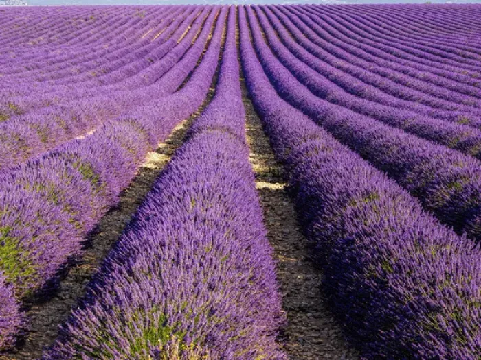Framed Print : Europe; France; Provence; Lavender Field on the Valensole plateau Framed Print : Europe; France; Provence; Lavender Field on the Valensole plateau