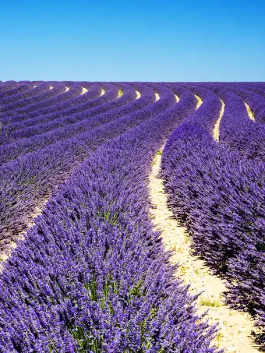 Framed Print : Europe; France; Provence; Lavender Field on the Valensole plateau Framed Print : Europe; France; Provence; Lavender Field on the Valensole plateau
