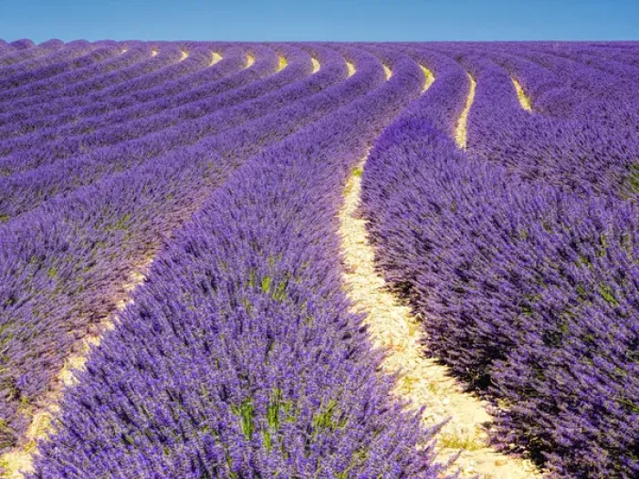 Framed Print : Europe; France; Provence; Lavender Field on the Valensole plateau Framed Print : Europe; France; Provence; Lavender Field on the Valensole plateau