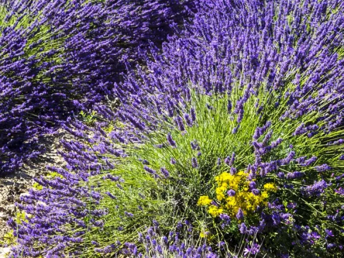 Framed Print : Europe; France; Provence; Lavender Field on the Valensole plateau Framed Print : Europe; France; Provence; Lavender Field on the Valensole plateau