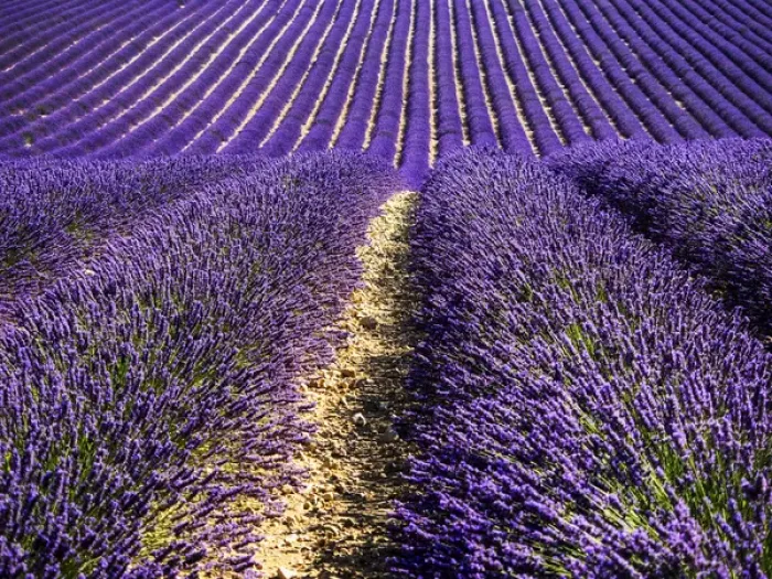 Framed Print : Europe; France; Provence; Lavender Field on the Valensole plateau Framed Print : Europe; France; Provence; Lavender Field on the Valensole plateau