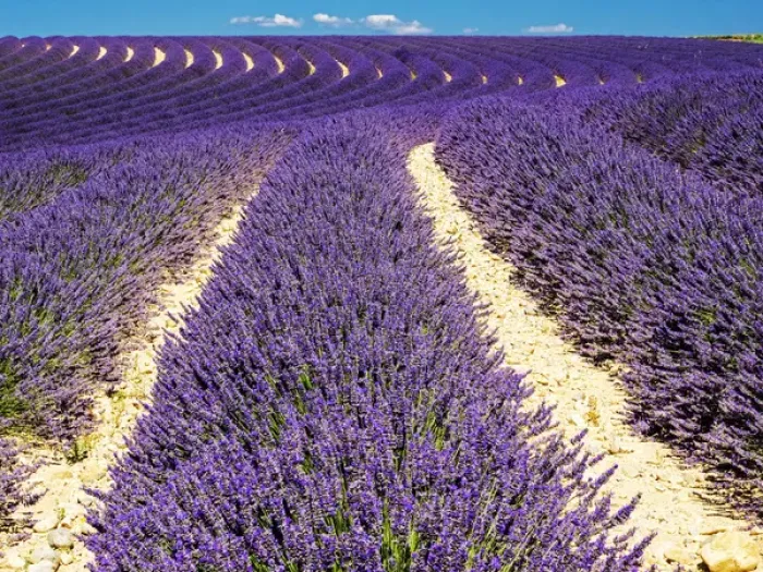 Framed Print : Europe; France; Provence; Lavender Field on the Valensole plateau Framed Print : Europe; France; Provence; Lavender Field on the Valensole plateau