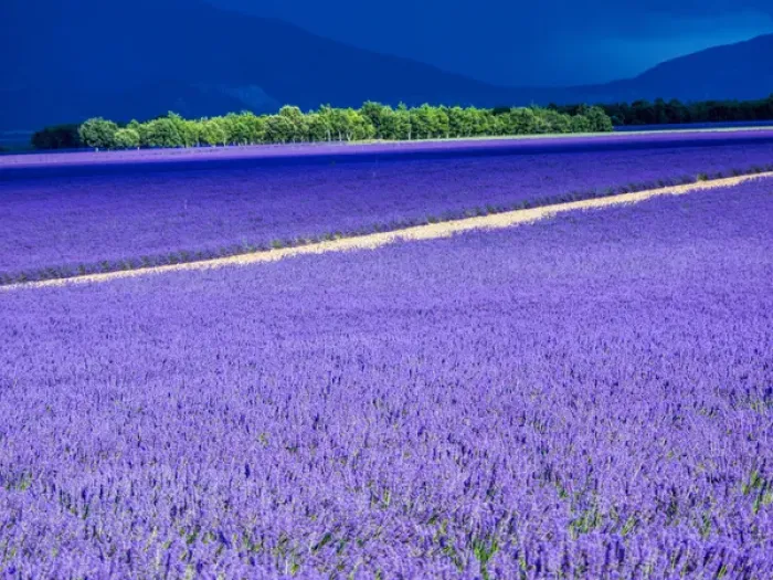 Framed Print : Europe; France; Provence; Lavender Field on the Valensole plateau Framed Print : Europe; France; Provence; Lavender Field on the Valensole plateau