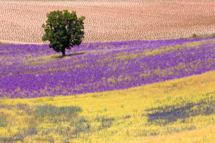 Framed Print : Europe, France, Provence. Lavender field in the Valensole Plateau Framed Print : Europe, France, Provence. Lavender field in the Valensole Plateau