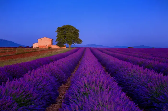 Framed Print : Europe, France, Provence. Lavender field in the Valensole Plateau