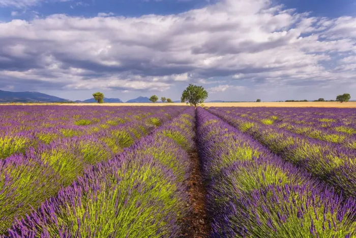 Framed Print : Europe, France, Provence. Lavender field in the Valensole Plateau Framed Print : Europe, France, Provence. Lavender field in the Valensole Plateau