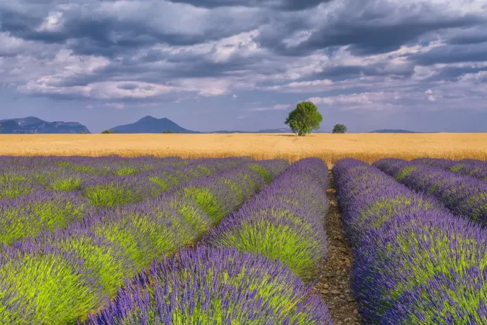 Framed Print : Europe, France, Provence. Lavender field in the Valensole Plateau Framed Print : Europe, France, Provence. Lavender field in the Valensole Plateau