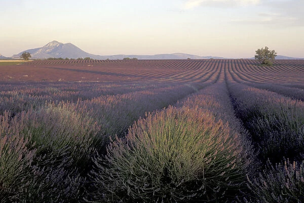 Europe, France, Provence. Lavender fields