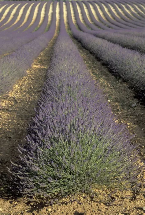 Framed Print : Europe, France, Provence. Lavender fields Framed Print : Europe, France, Provence. Lavender fields
