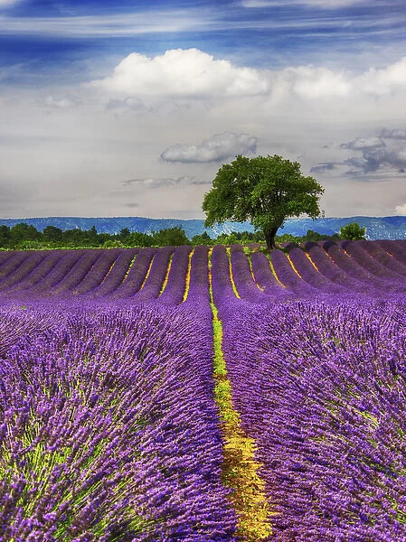 Europe; France; Provence; Lone Tree in Lavender Field