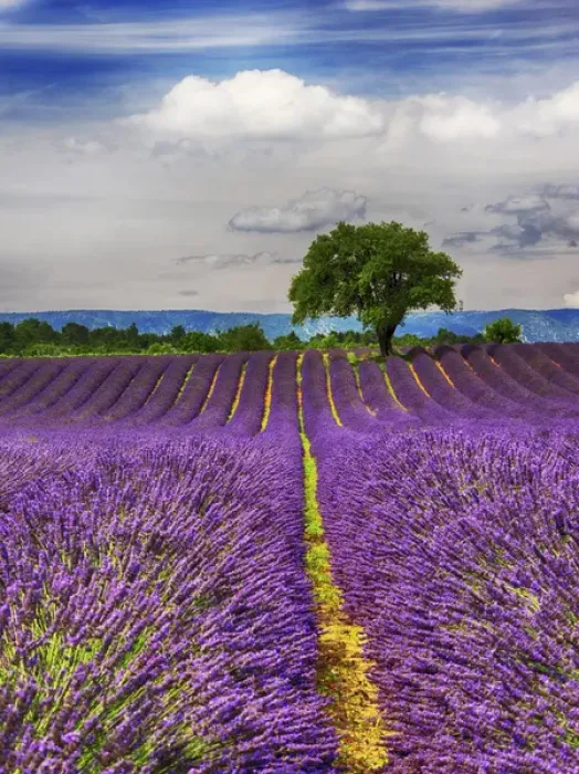Framed Print : Europe; France; Provence; Lone Tree in Lavender Field Framed Print : Europe; France; Provence; Lone Tree in Lavender Field