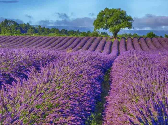 Framed Print : Europe; France; Provence; Lone Tree in Lavender Field Framed Print : Europe; France; Provence; Lone Tree in Lavender Field