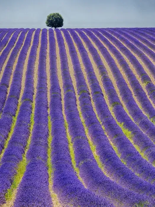 Framed Print : Europe; France; Provence; Lone Tree in Lavender Field