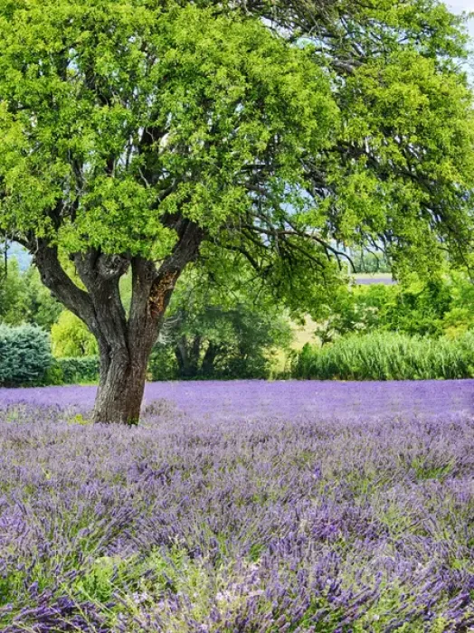 Framed Print : Europe; France; Provence; Lone Tree in Lavender Field Framed Print : Europe; France; Provence; Lone Tree in Lavender Field