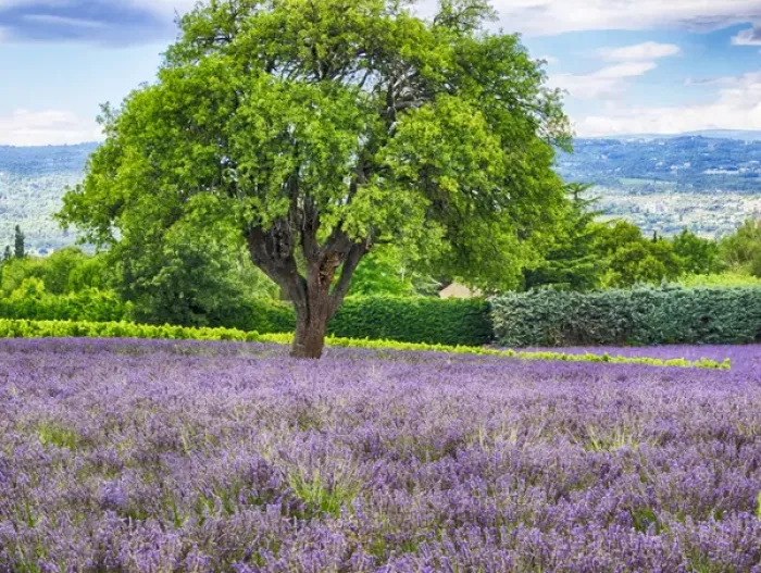 Framed Print : Europe; France; Provence; Lone Tree in Lavender Field Framed Print : Europe; France; Provence; Lone Tree in Lavender Field