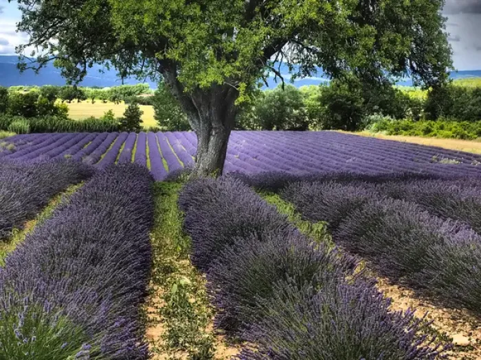Framed Print : Europe; France; Provence; Lone Tree in Lavender Field Framed Print : Europe; France; Provence; Lone Tree in Lavender Field